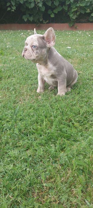 Piesek Buldog Francuski