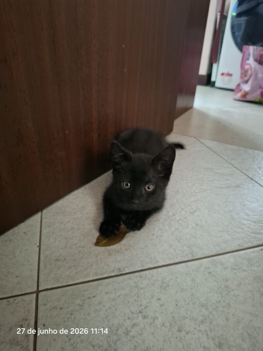 Gatinho para adopção