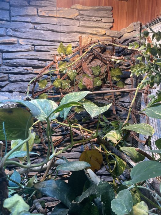 Terrarium tropikalne kameleon/gekon/felsuma