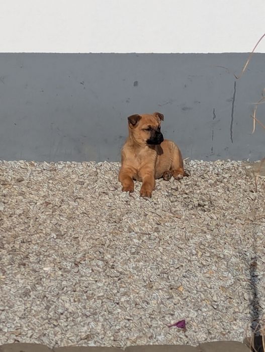 Małe pieski szczeniaki