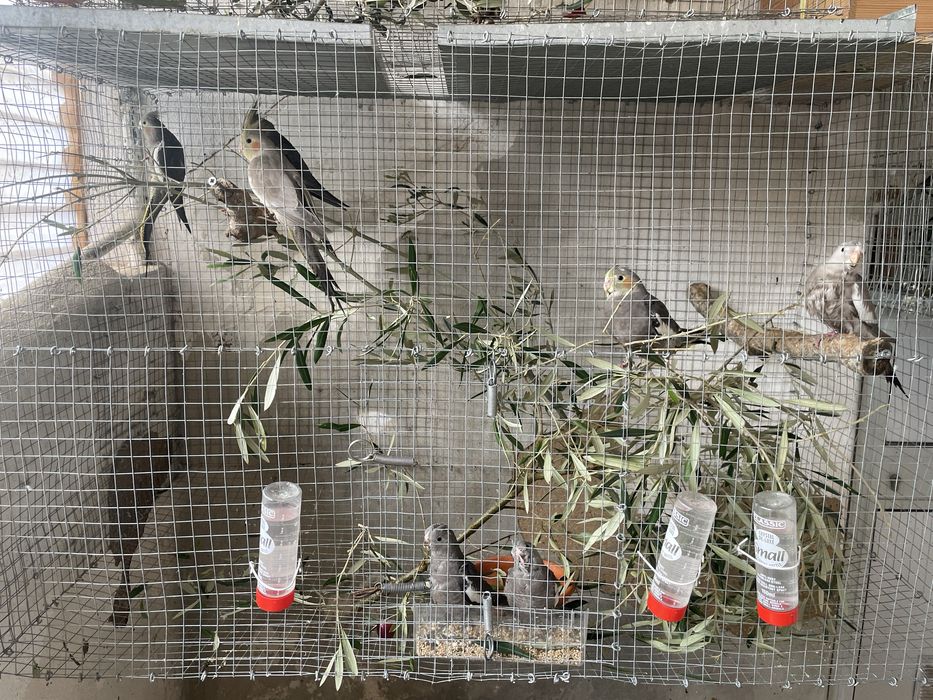 Caturras do fim de 2025