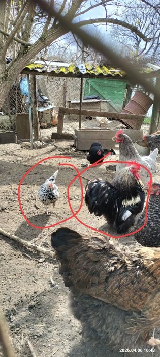 Продам міні півника