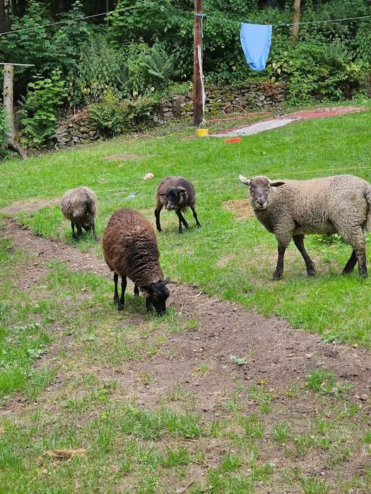 ekologiczne koszenie  , nawożenie , pielęgnacja trawy ogrody .