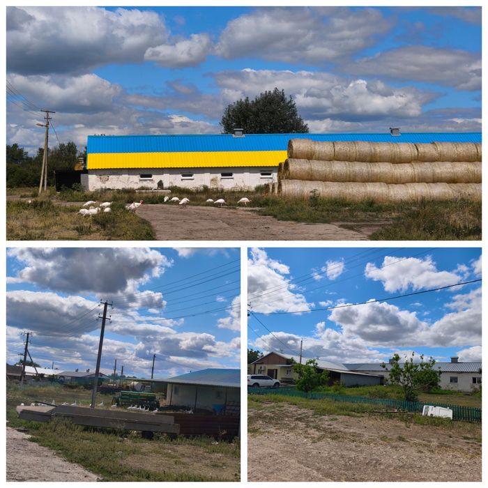 Срочно. Цена снижена.Продам действующие фермы с производством