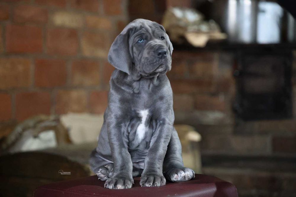 Dog Niemiecki Błękitna suczka ZKwP, FCI rodowód