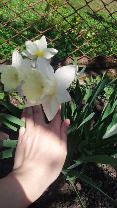 Нарцис трубчастий