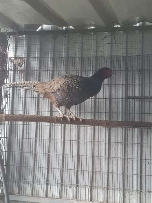 Macho adulto Versicolor