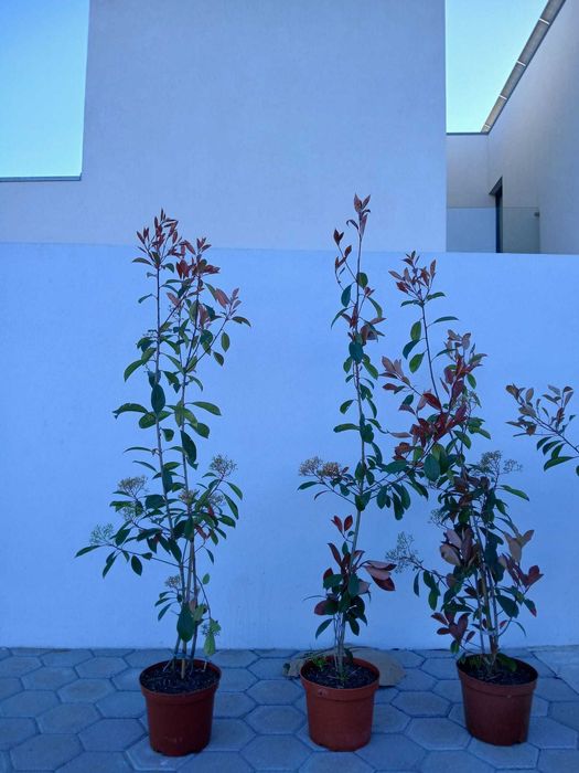 Photinias Red Robin 100CM / 150CM / 200CM
