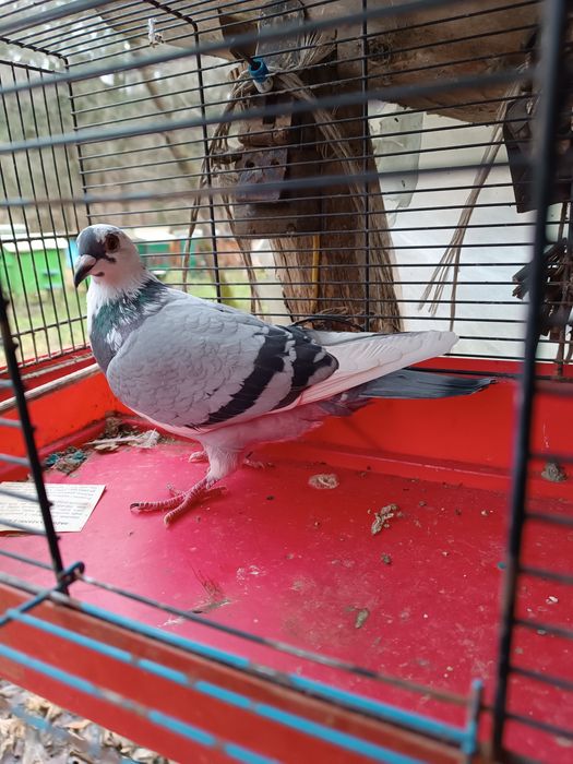 Gołąb, gołębie, pocztowy