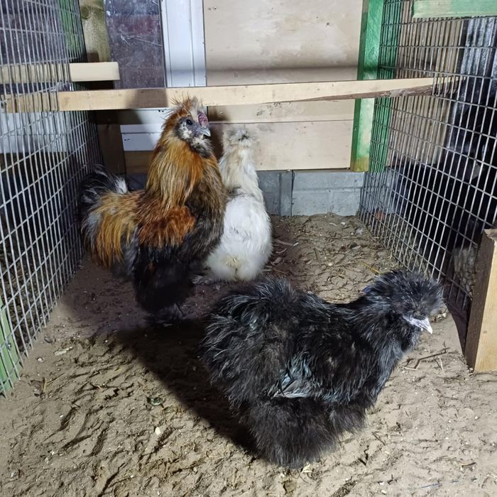 Kury ozdobne różne