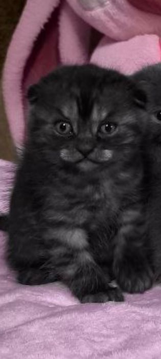 Британські котенята кошенята