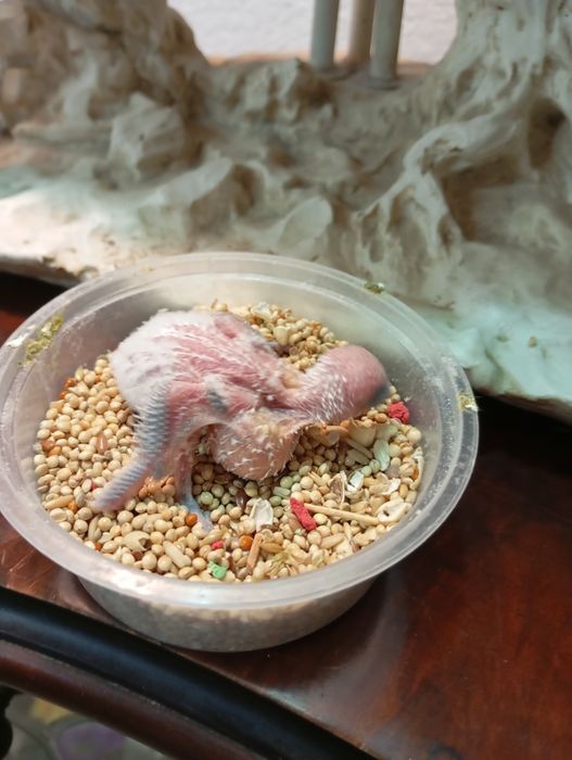 Periquitos Australianos