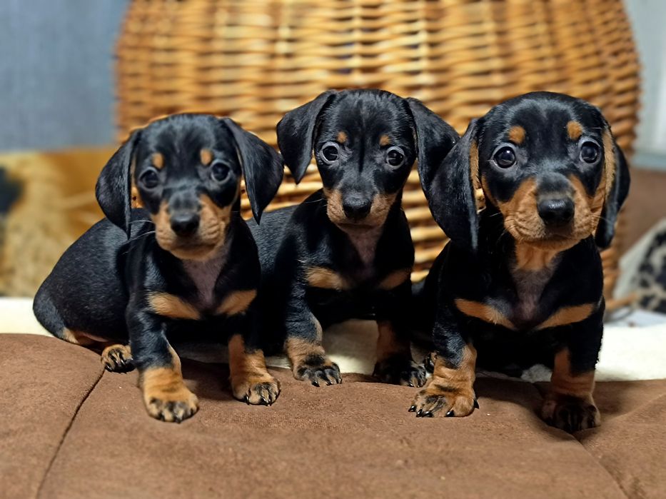 Таксята-мини ждут свою семью