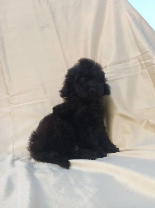 Пудель хлопчик від шоколадного тата.