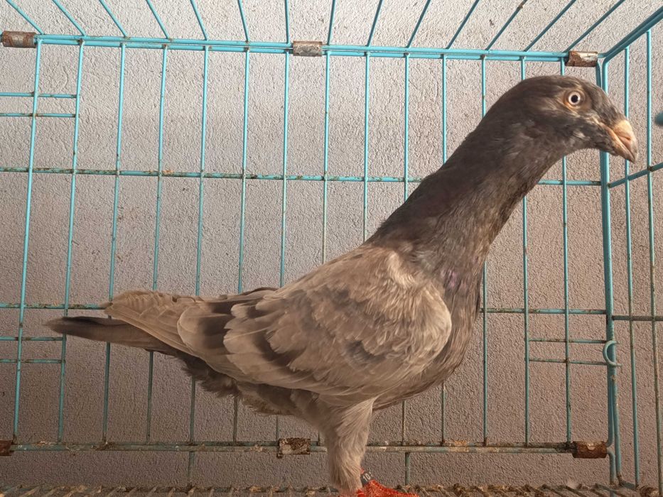 Criador lusitano , raça autóctone portuguesa