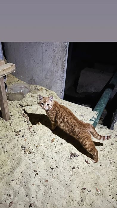 Отдам рыжего котенка, мальчик, 6 месяцев