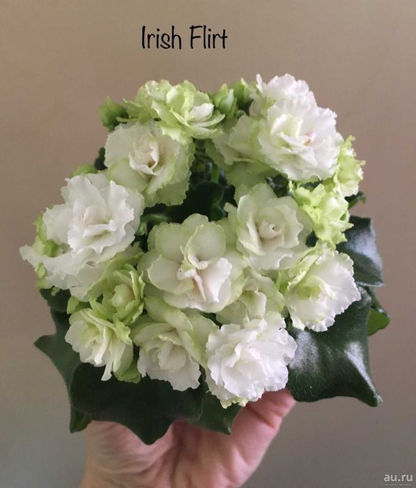 Мині фиалки листочкі