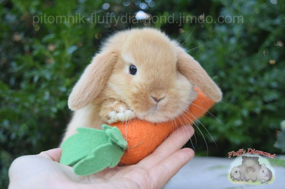 Ефектні кроленята. Висловухі NHD, Mini Lop. Ангора, Гермелін!