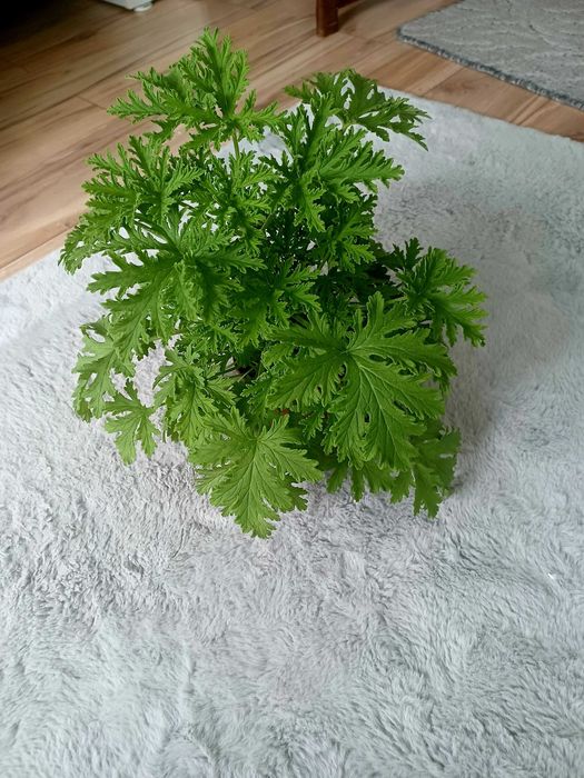 Anginka Geranium cytrynka polecam