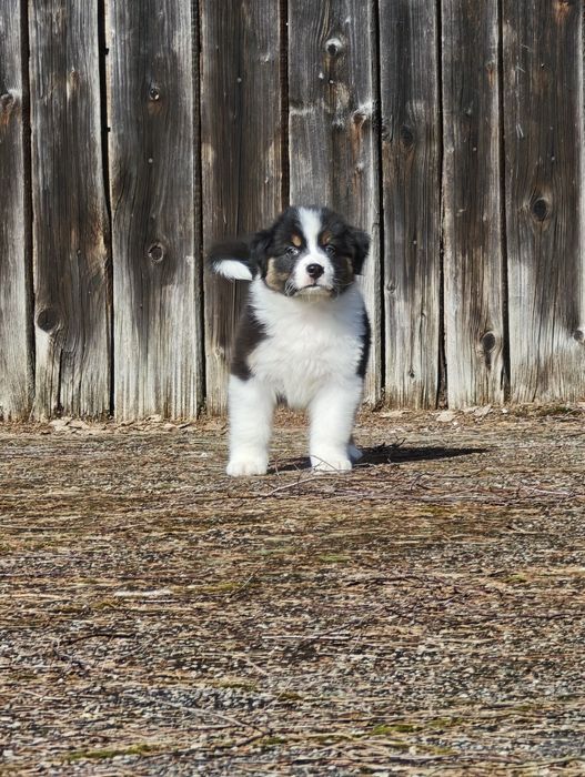 Owczarek australijski