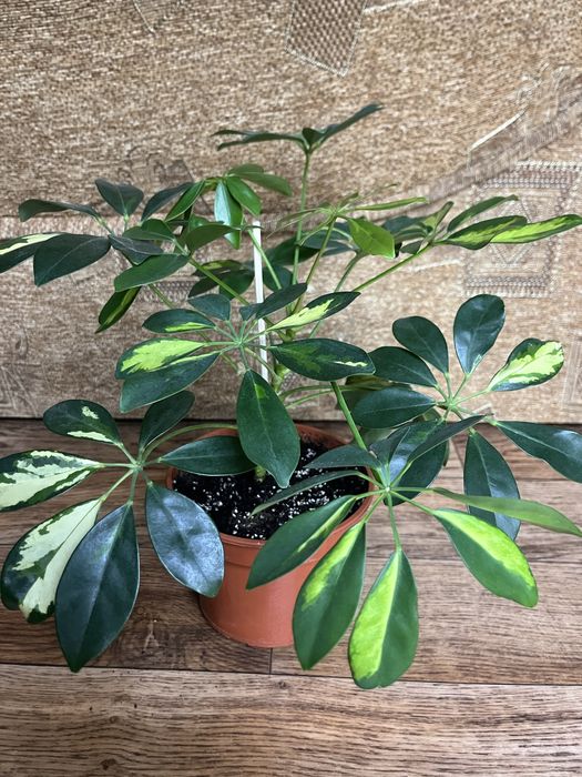 Шефлера варієгатна