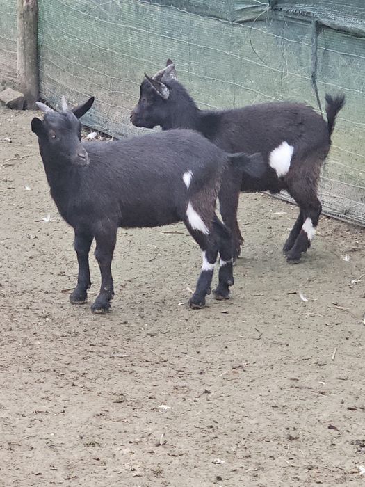 Kozy,y miniaturki