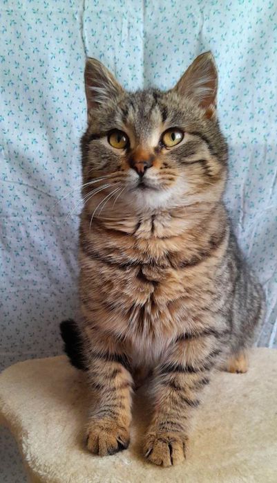 Полосатый котёнок мальчик ищет дом! Котята в хорошие руки!