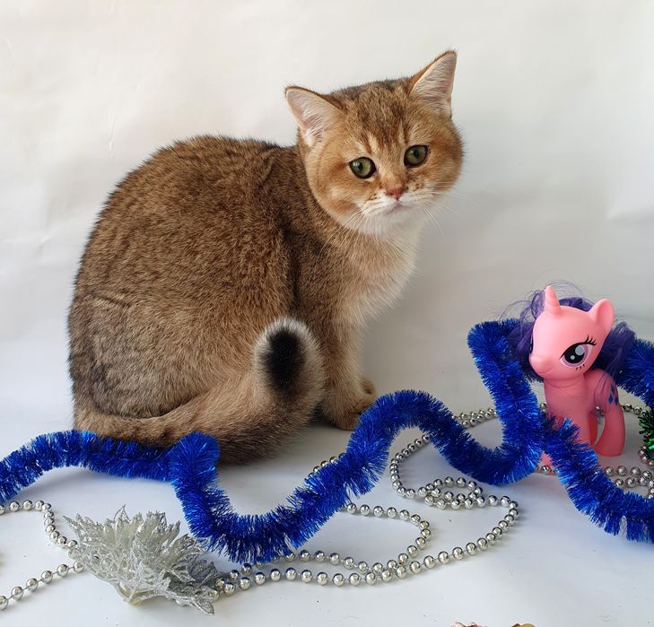 Киев кошечка британка клубная золотая шиншилла котенок кошенята котики