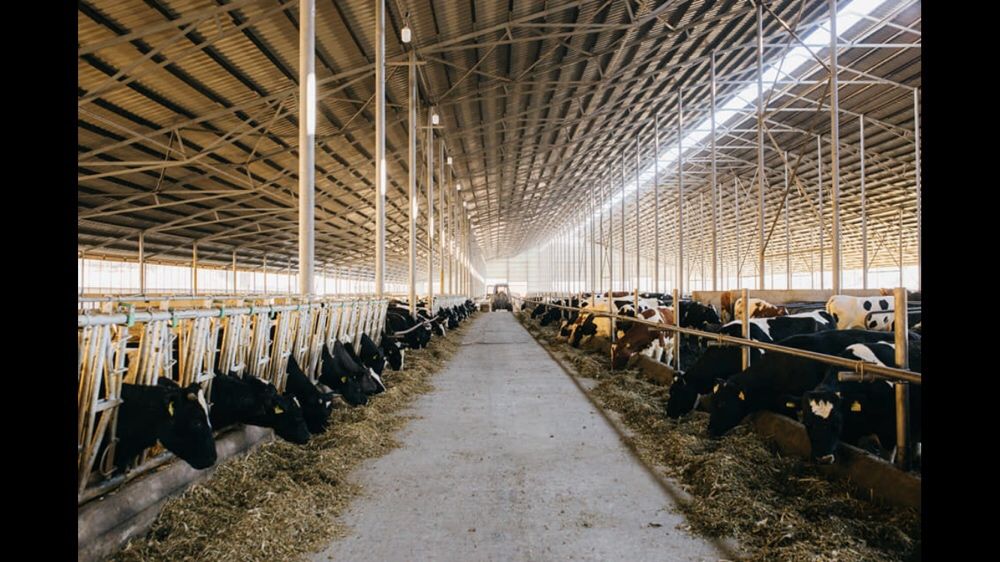 Ангар, склад, ферма, колони. Корівник 60*182*4,5*14(коровник).