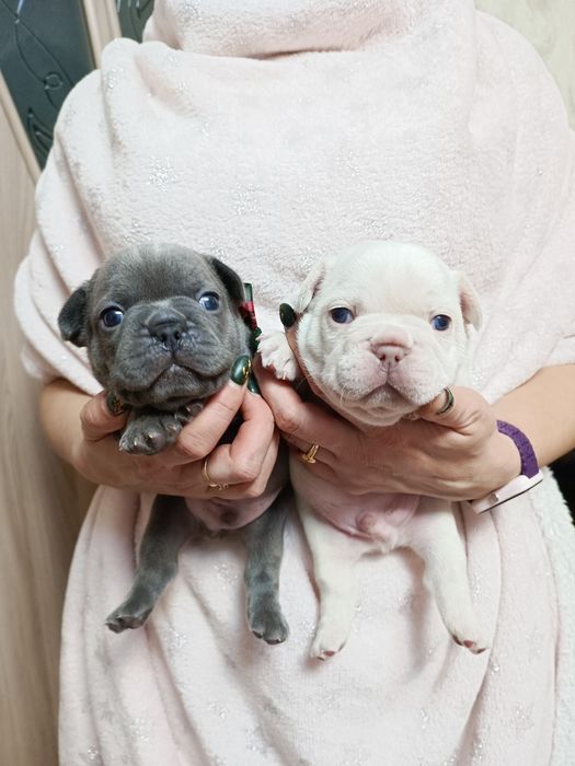 Два чудових хлопця