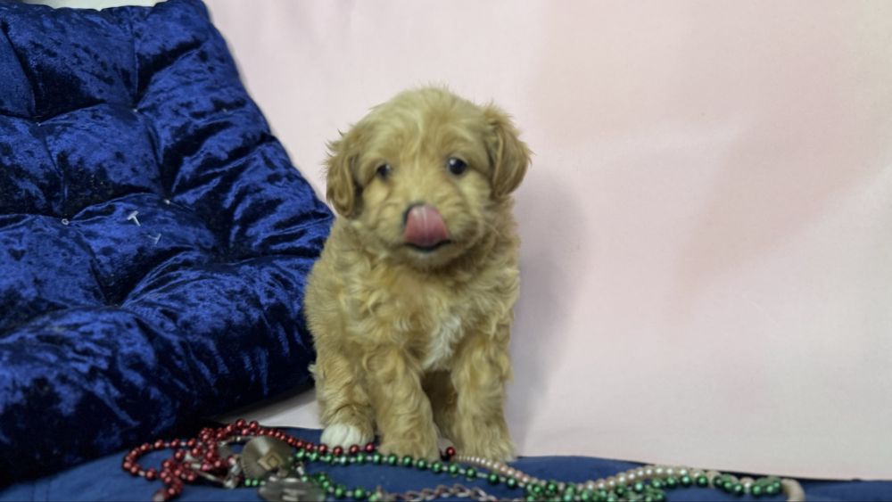 Дівчинка кризітка мальтіпушка