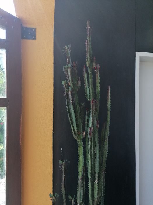 Cato. Euphorbia trigona Rubra