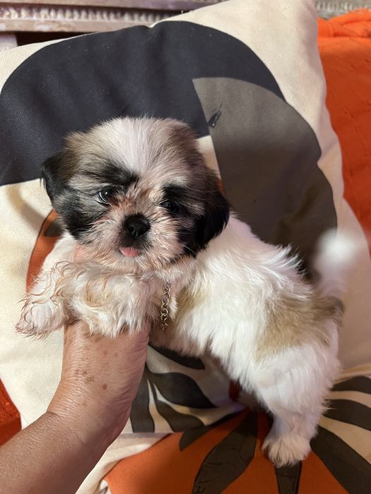 Shi-tzu excelente  femea mini