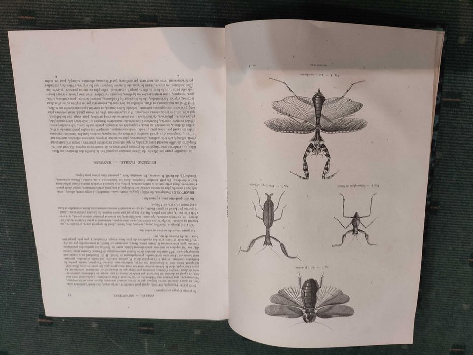 Encyclopédie D'Histoire Naturelle Traité Complet Cette Science-Annelés