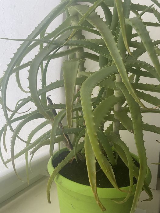 Продам алое-вера, восьмерічне