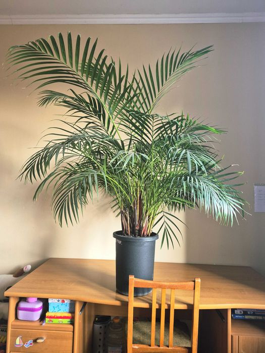 Продам  пальму велику