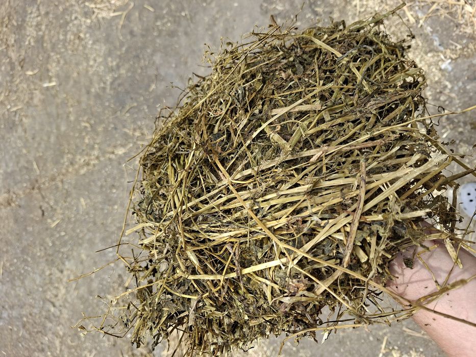 Sianokiszonka z lucerny
