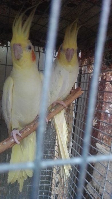 Caturras novas amarelas