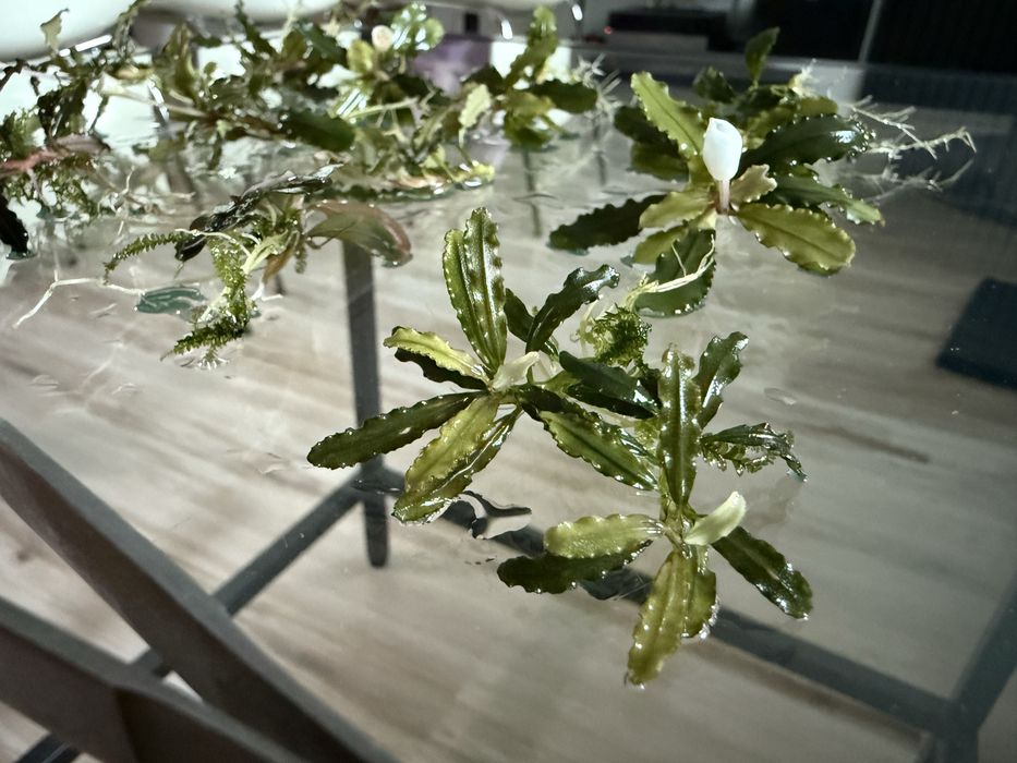 Bucephalandra dekoracja 12 sztuk 5 gatunkow