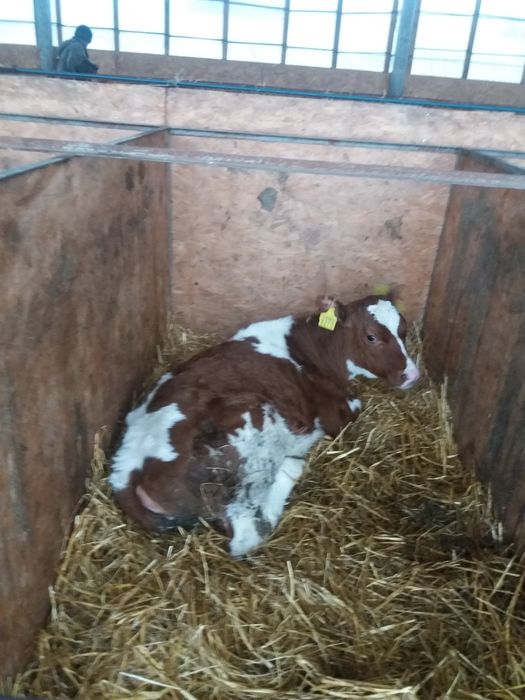 Продам телят симентал