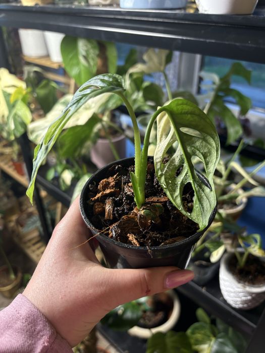 Monstera adansoni variegata