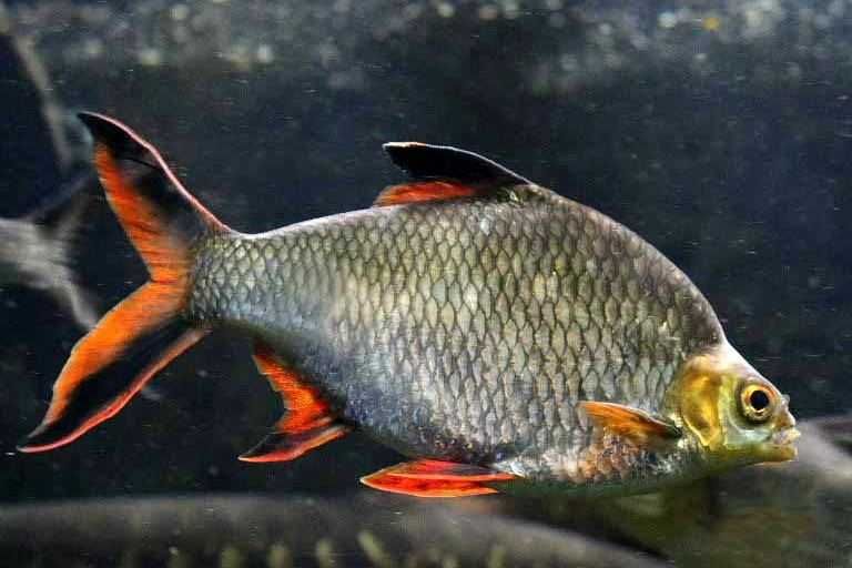 Brzanka Schwanenfelda - wielka - Barbonymus schwanefeldii - DOWOZIMY