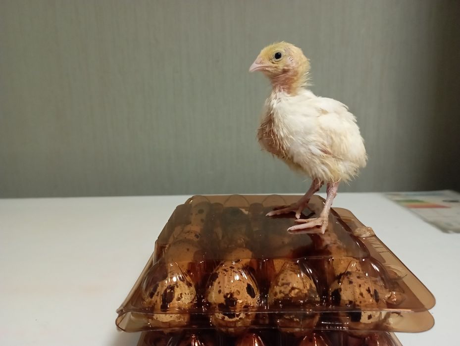 Інкубаційне яйцо Техас, Фараон , Смокінгові, Фенікс