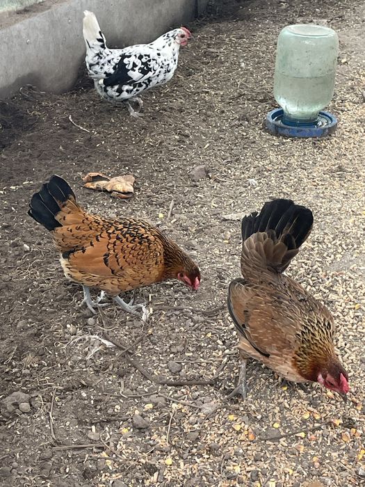 Декоративні кури Бентамки