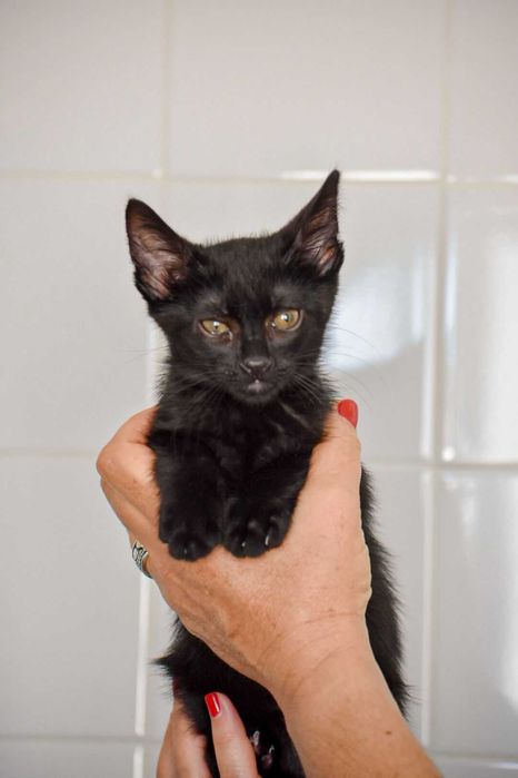 Gatinho bebé muito meigo para ADOÇÃO