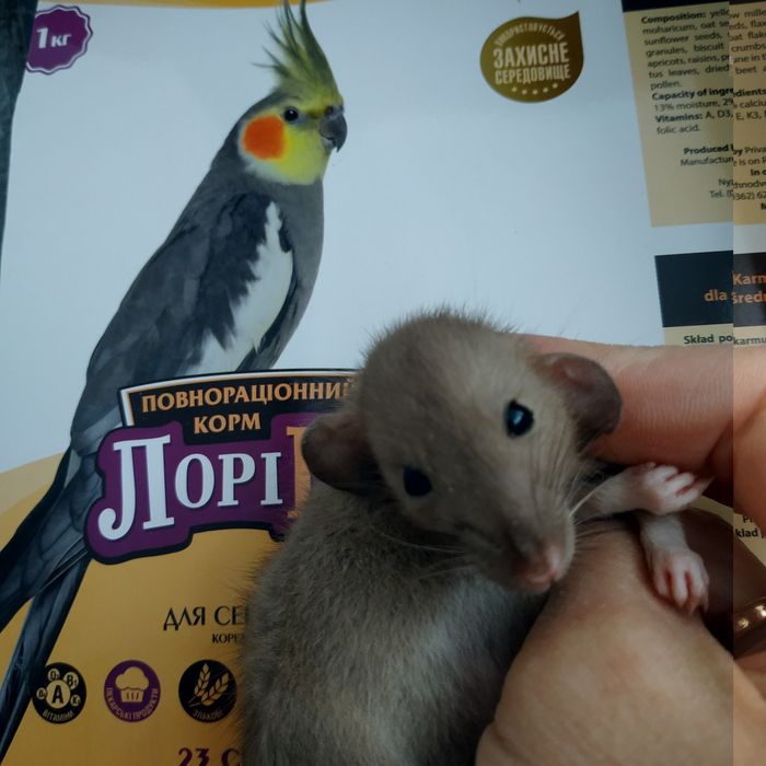 Крыски крысята разные животные грызуны крыса криса щур пацюки свинки х