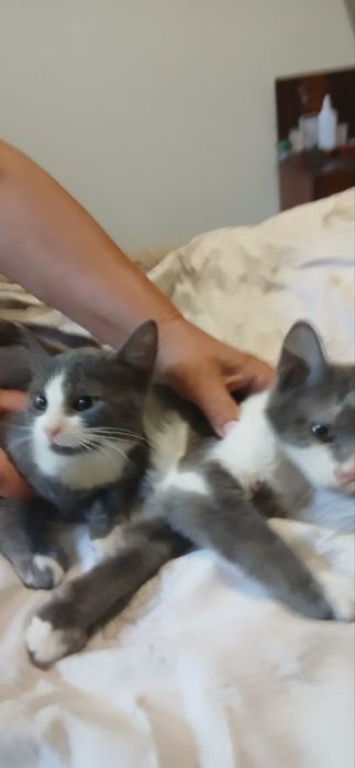 Котик Кай 9 місяців домашній