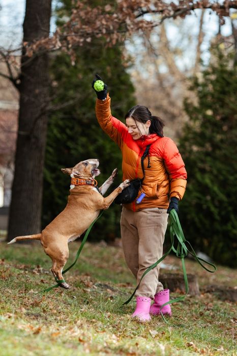 Прилаштовується бультер'єр