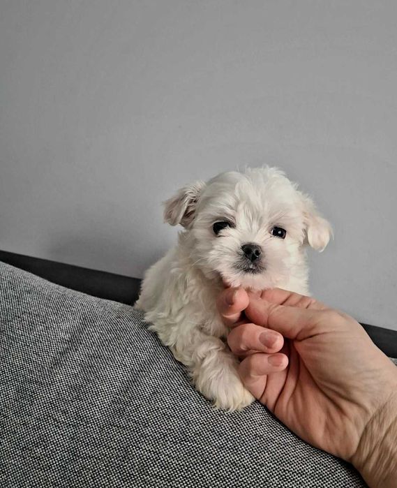 Sunia maltańczyk po małych rodzicach