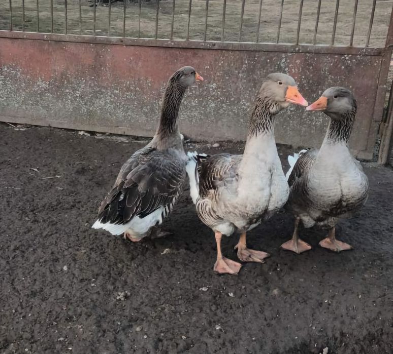 Gesior Tulski 8 miesieczny